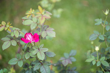 Cute little girl sitting with her french bulldog at the balcony.