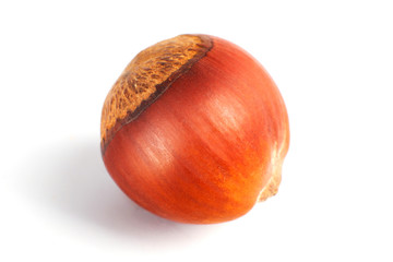 One dried hazelnut in closeup isolated on rhe white background