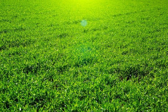 Close up of fresh thick grass in the early morning