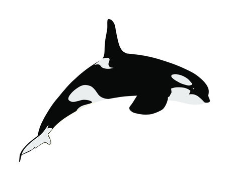 Killer Whale jumping out of water vector illustration isolated on white background. (Orcinus Orca). Underwater life. Orca in swimming pool. 