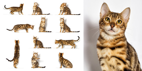 Bengal kitten looks up on a white background