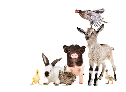 Funny farm animals isolated on white background