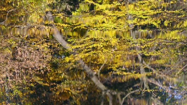 Autumn leaves reflect on a water surface Colorful trree crown Fall scenery Water Ripple