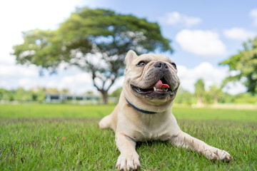 Fototapeta premium Cute french bulldog lying on grass in park.