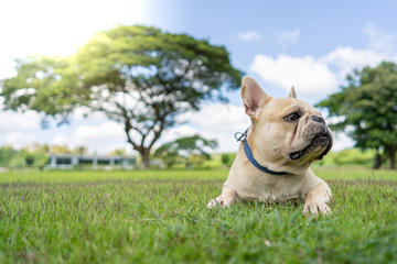 Cute french bulldog lying on grass in park.