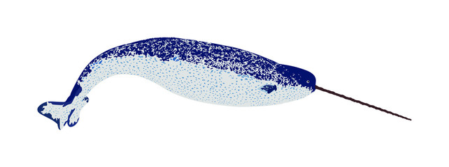Narwhal vector illustration isolated on white background. Unicorn whale. © dovla982