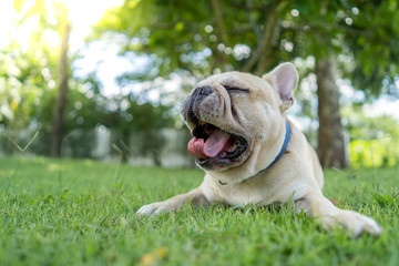 Obraz premium Cute french bulldog lying on grass in park.