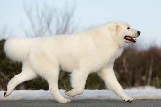 Beautiful maremmano-abruzzesse sheepdog running on the snow in the forest. Portrait of big white italian fluffy dog