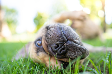 Cute french bulldog lying on grass in park.