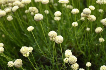 Closeup Santolina rosmarinifolia known as holy flax with blurred background in summer garden