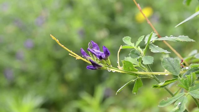Dodder Genus Cuscuta - parasitic plant. Dodder grows around clover branches. Parasitic climber grows and coils itself up around plant.