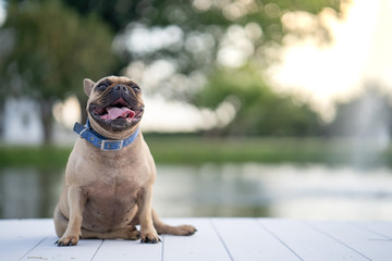 Cute french bulldog  sitting along the pond at garden.