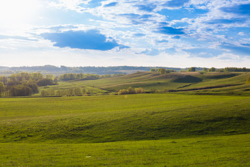 Fototapeta premium Green Field and Beautiful Sunset. field of spring grass and forest