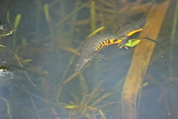Weiblicher Kammmolch (Triturus cristatus) bei der Eiablage