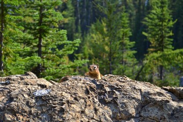 Mount Assiniboine Provincial Park. Cute chipmunk peeks from behind the stone. Beautiful sunny day in forest.