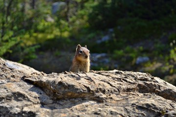 Naklejka na ściany i meble Mount Assiniboine Provincial Park. Cute chipmunk peeks from behind the stone. Beautiful sunny day in forest.