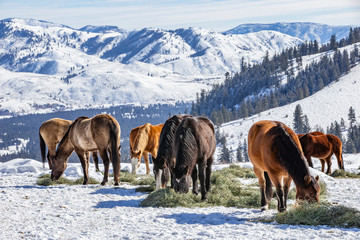 Winter at the horse ranch in the mountains of Eastern Washington state.  - obrazy, fototapety, plakaty
