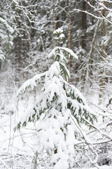 frozen spruce in the snow