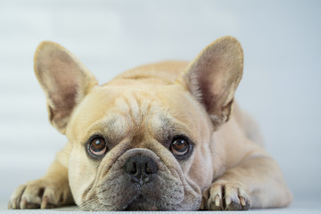 Fototapeta premium Cute looking french bulldog lying on floor indoor.