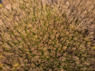 Aerial photo of brown trees in the late autumn