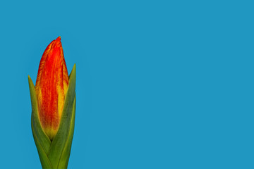 closed blossom of a tulip isolated on light blue background