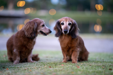 Cute Dachshund dog sitting on grass in garden.