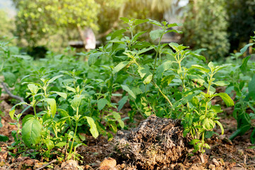 Basil seedlings in the field in the garden.