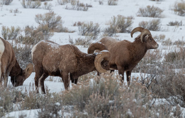 Bighorn Sheep Rams in Winter