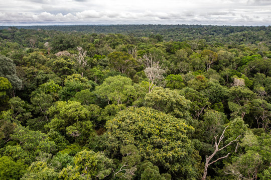 Floresta Amaz&ocirc;nica, Arvores na reserva florestal, uma floresta prim&aacute;ria na zona leste da cidade de Manaus, Estado do Amazonas, Brasil.. Dezembro/2019