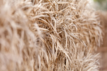 Dry palm leaves as traditional housing material in UAE