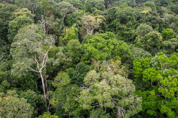 Floresta Amazônica, Arvores na reserva florestal, uma floresta primária na zona leste da cidade de Manaus, Estado do Amazonas, Brasil.. Dezembro/2019