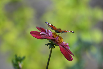gathering some nice details during a walk through German landscape