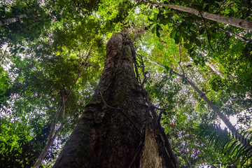 Floresta Amazônica, Arvores na reserva florestal, uma floresta primária na zona leste da cidade de Manaus, Estado do Amazonas, Brasil.. Dezembro/2019