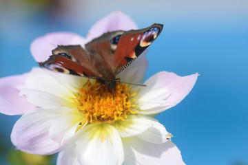 gathering some nice details during a walk through German landscape