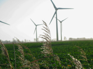 Close Up of Wheat / Grass with Wind Mills / turbines in a Wind Park in East Frisia in the Background