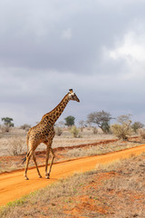 Young giraffe in the savannah