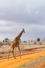 Young giraffe in the savannah