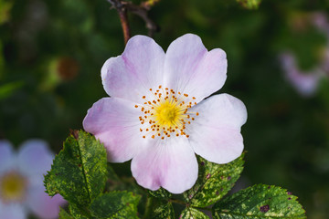 Obraz premium Pink rose hips among green leaves on blurred background_