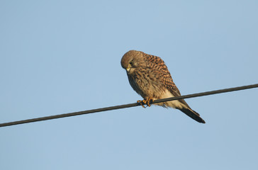 A beautiful hunting Kestrel, Falco tinnunculus, perching on a cable on a windy day in the UK.	