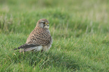 A beautiful Kestrel, Falco tinnunculus, standing on the grass in a field. It has been capturing and eating earthworms.