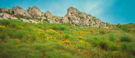 mountain landscape with flowers