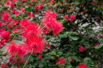 red powderpuff flowers