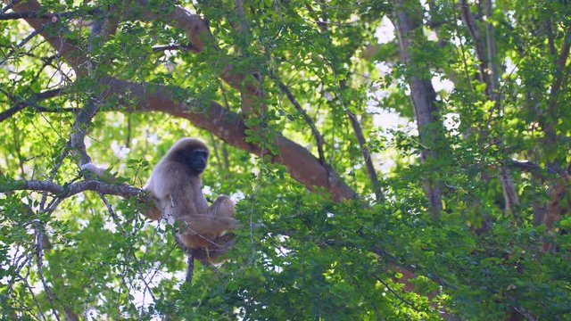 White gibbon relaxing on tree.