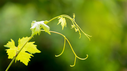 Branch of grapes with green fresh leaves in sunny weather on blurred background_