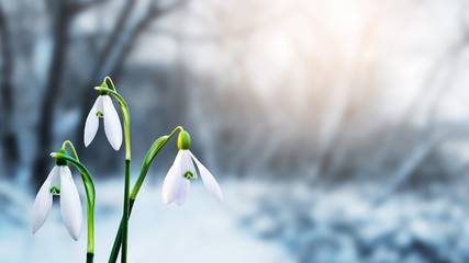 Snowdrops in forest among snow on blurred background_