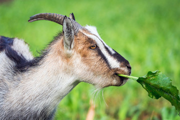 Goat with horns eats green leaf. Closeup portrait of a goat in profile_