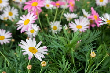 Obraz premium colorful cosmos flowers
