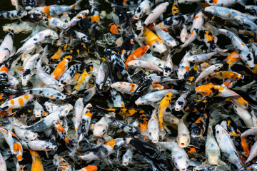 Carp koi fishes in fish tank use for background.