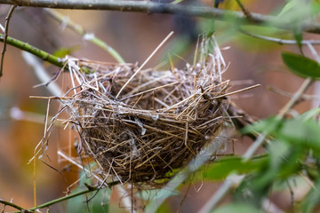 Bird's nest with small branches in the forest_