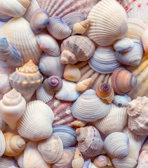 Sea shells background. Seashells background. 